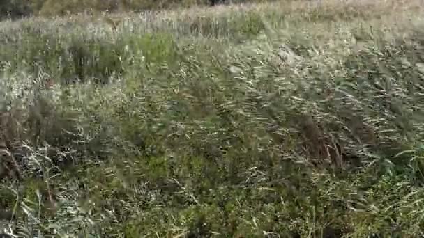 Wind Reeds Scamandre Park Camargue Het Zuidoosten Van Frankrijk Slow — Stockvideo
