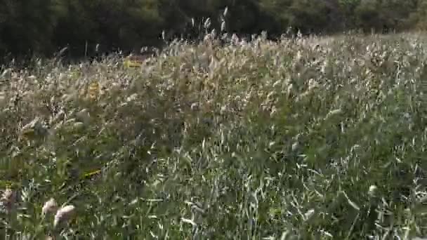 Wind Reeds Scamandre Park Camargue South East France Slow Motion — Stock Video