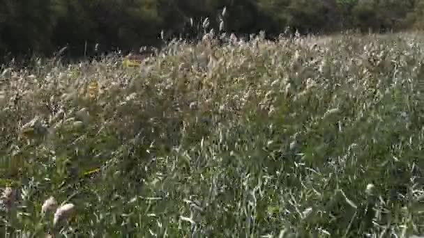 Vento Nos Juncos Parque Scamandre Camargue Sudeste França Câmera Lenta — Vídeo de Stock