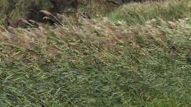 芦苇里的风 法国东南部坎普里的Scamandre公园 慢动作 — 图库视频影像