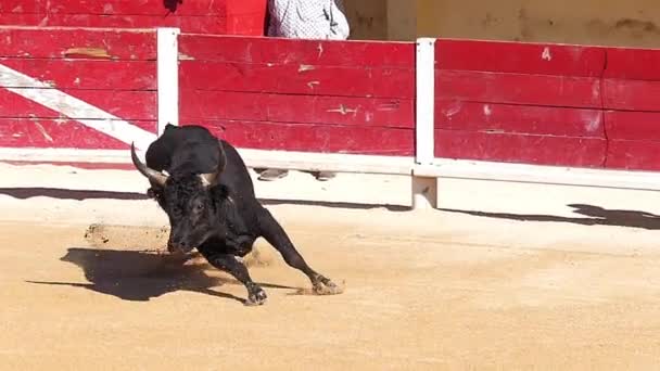 Bull Durante Uma Corrida Camarguaise Esporte Que Participantes Tentam Pegar — Vídeo de Stock