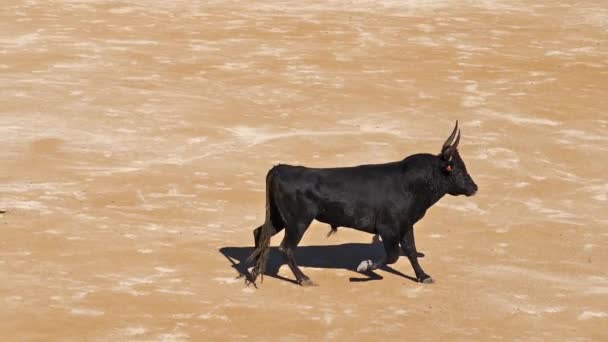 Bull Durante Una Gara Camarguaise Uno Sport Cui Partecipanti Cercano — Video Stock