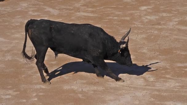 Bull Durante Una Carrera Camarguaise Deporte Que Los Participantes Tratan — Vídeo de stock