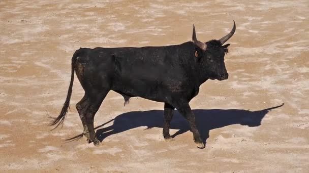 Bull Podczas Wyścigu Camarguaise Sport Którym Uczestnicy Próbują Złapać Wielokrotnie — Wideo stockowe