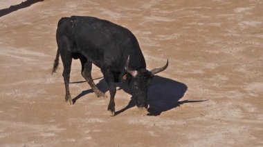 Bull during a Camarguaise race, a sport in which participants try to catch award-winning attributes fixed to the forehead and the horns of a bull named cocardier, Les Saintes Maries de la Mer in the Camargue, South East of France, Slow Motion
