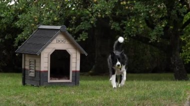 Border Collie Dog Grass 'da yürüyor, Top oynuyor, Köpek Evi, Ağır çekim