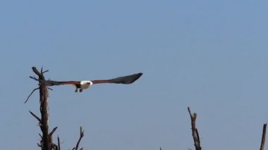 Afrika Balık Kartalı, haliaeetus vocifer, Yetişkin uçuyor, Kanat çırpıyor, Kenya 'da Baringo Gölü, yavaş çekim
