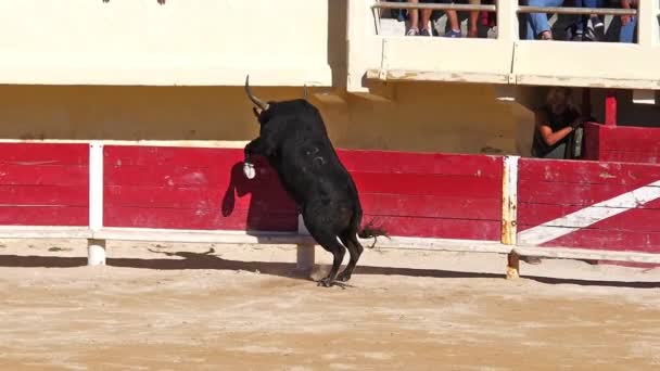 Bull Během Závodu Camarguaise Sport Kterém Účastníci Snaží Chytit Oceněné — Stock video