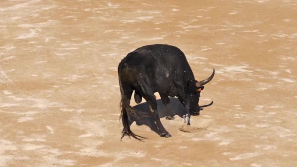 Bull Tijdens Een Camarguaise Race Een Sport Waarbij Deelnemers Proberen — Stockvideo
