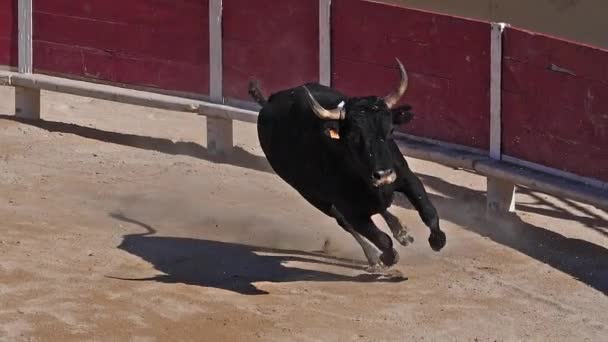 Bull Durante Una Carrera Camarguaise Deporte Que Los Participantes Tratan — Vídeos de Stock