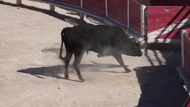 Bull Podczas Wyścigu Camarguaise Sport Którym Uczestnicy Próbują Złapać Wielokrotnie — Wideo stockowe