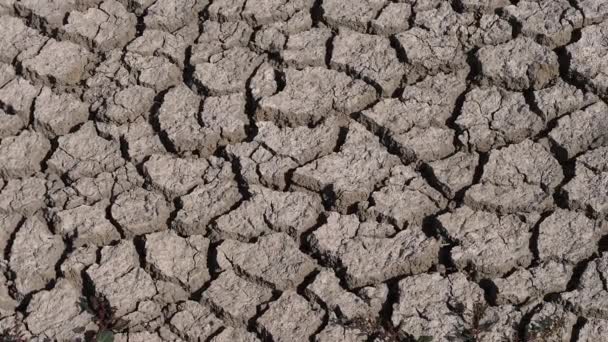 Droogte Moerassen Van Camargue Het Zuidoosten Van Frankrijk Slow Motion — Stockvideo