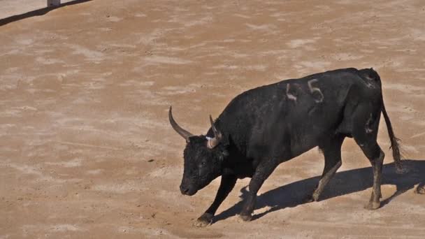 Bull Tijdens Een Camarguaise Race Een Sport Waarbij Deelnemers Proberen — Stockvideo