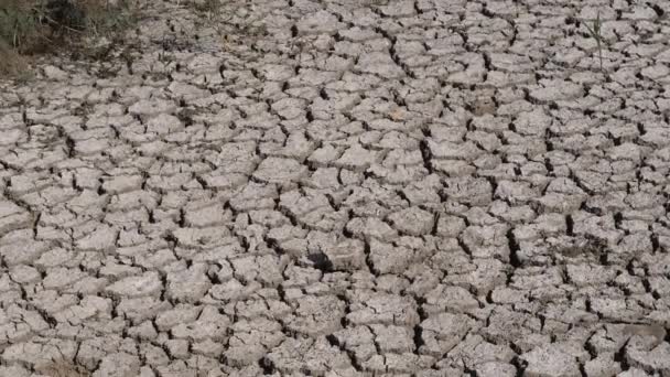 Droogte Moerassen Van Camargue Het Zuidoosten Van Frankrijk Slow Motion — Stockvideo