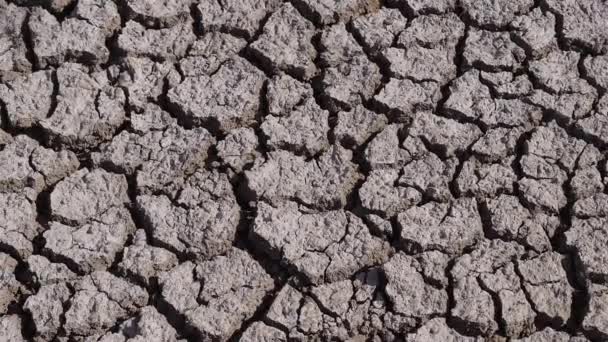 Засуха Болотах Камарга Юго Востоке Франции Замедленная Съемка — стоковое видео