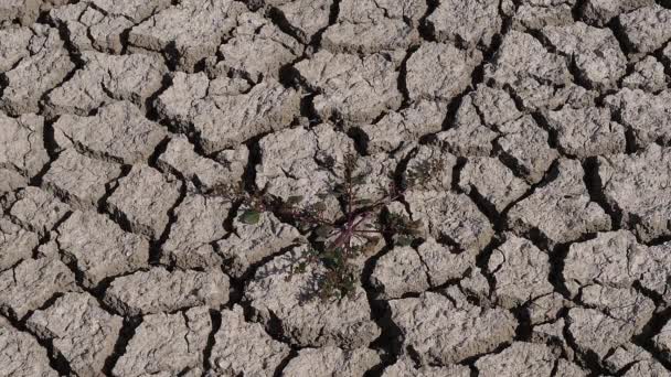 Sequía Las Marismas Camargue Sureste Francia Cámara Lenta — Vídeos de Stock