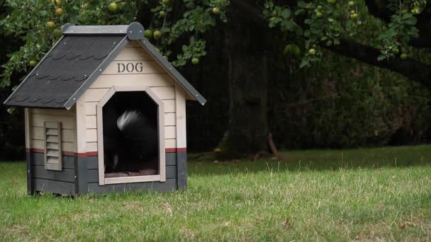 Gräns Collie Dog Promenader Gräs Spela Boll Dog House Slow — Stockvideo