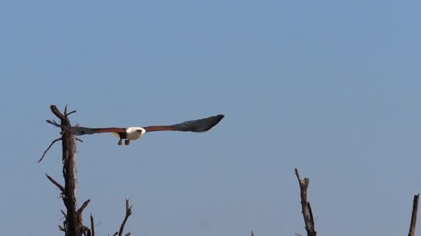 African Fish Eagle Haliaeetus Vocifer Взрослый Полете Хлопающие Крылья Озеро — стоковое видео