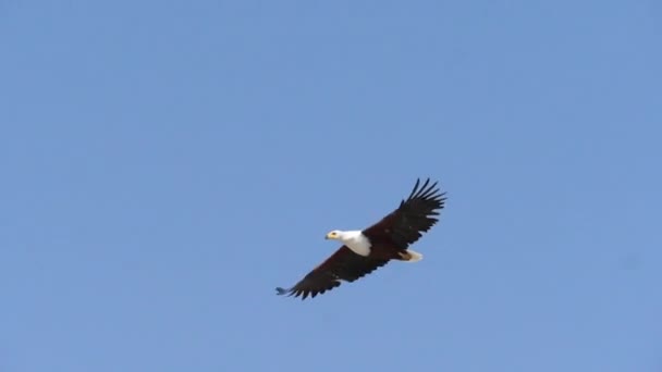 African Fish Eagle Haliaeetus Vocifer Ενηλίκων Κατά Την Πτήση Φτερά — Αρχείο Βίντεο
