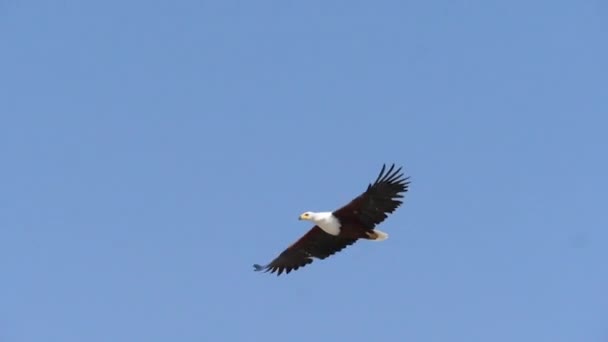 Afrikanischer Fischadler Haliaeetus Vozifer Erwachsen Flug Flügelschlag Baringosee Kenia Zeitlupe — Stockvideo