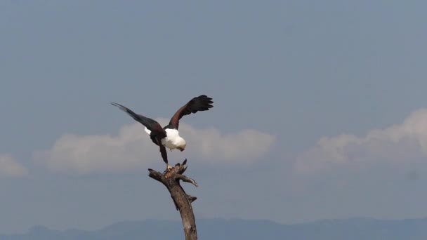 Águila Pescadora Africana Haliaeetus Vocifer Adulto Con Garras Pescado Pesca — Vídeo de stock