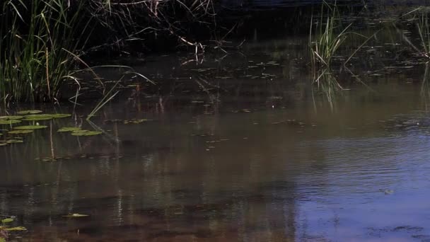 Agua Lily Flores Agujero Masai Mara Park Kenia Cámara Lenta — Vídeo de stock