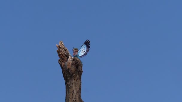 Lilac Breasted Roller Coracias Caudata Adulto Voo Par Parque Masai — Vídeo de Stock