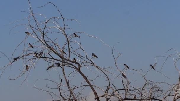 Granero Golondrina Hirundo Rustica Grupo Vuelo Despegando Del Árbol Lago — Vídeo de stock