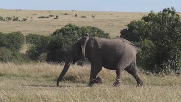 Elefante Africano Loxodonta Africana Adulto Corriendo Por Sabana Masai Mara — Vídeo de stock