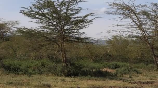 Savannah Landscape Masai Mara Park Kenya Slow Motion — Video Stock