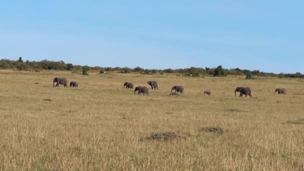 Savannenlandschaft Masai Mara Park Afrikanischer Elefant Loxodonta Africana Kenia Zeitlupe — Stockvideo