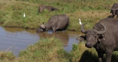 Afrika Bizonu, syncerus caffer, Waterhole Grubu, Kenya Nairobi Parkı, Real Time 4k