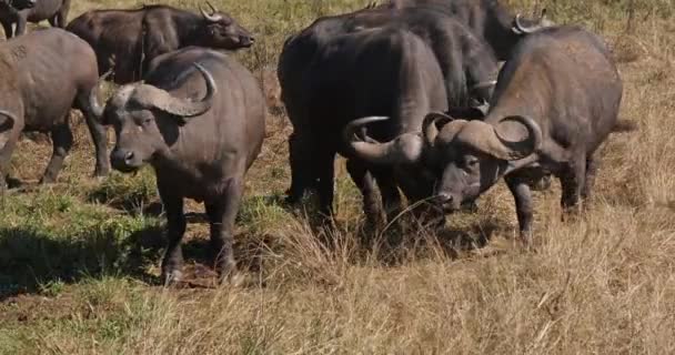 Buffalo africain, caffer syncerus, troupeau debout à Savannah, Nairobi Park au Kenya, en temps réel 4K 