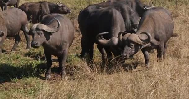 African Buffalo Syncerus Caffer Herd Står Savannah Nairobi Park Kenya — Stockvideo