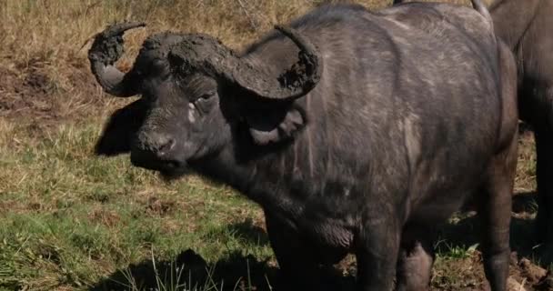 African Buffalo Syncerus Caffer Rogi Błotem Nairobi Park Kenii Real — Wideo stockowe