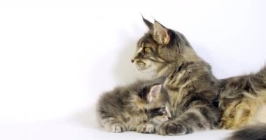 Kahverengi Tortie Benekli Tabby Maine Rakunu ve Mavi Benekli Tabby Rakun, Evcil Kedi, Kadın ve Kedi Beyaz Arkaplan 'a karşı, Fransa' da Normandiya, Ağır çekim 4k