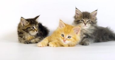 Mavi benekli Tabby, Kahverengi Tortie Benekli Tabby, Krem lekeli Tabby Maine Rakun, Evcil Kedi, Kedicikler Beyaz Arkaplan 'a karşı, Fransa' da Normandiya, Ağır çekim 4k
