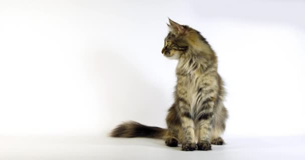Brown Tortie Blotched Tabby Maine Coon Εσωτερική Γάτα Θηλυκό Κάθεται — Αρχείο Βίντεο