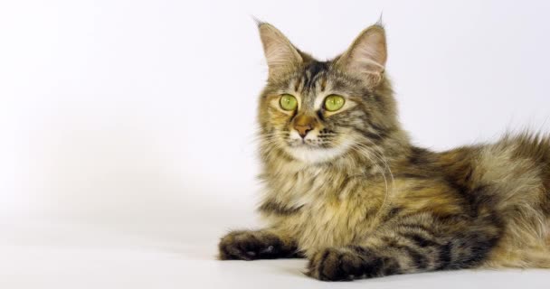 Brown Tortie Blotched Tabby Maine Coon Domestic Cat Portrait Female — Stock Video