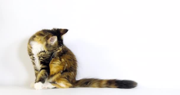 Brown Tortie Blotched Tabby White Maine Coon Domestic Cat Lambendo — Vídeo de Stock