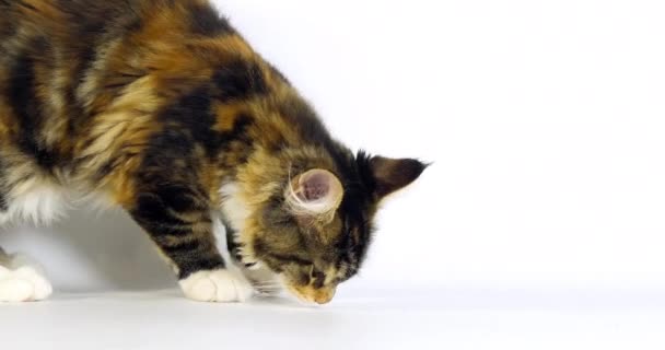 Brown Tortie Blotched Tabby White Maine Coon Domestic Cat Feminino — Vídeo de Stock