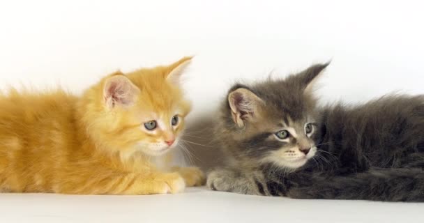 ブルー ブロッチングタブとクリーム ブロッチングタブメイン コーン 国産猫 白を背景に子猫 フランスのノルマンディー スローモーション4K — ストック動画