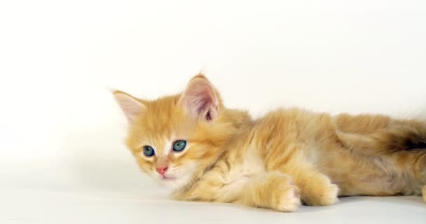 Blue Blotched Tabby Crema Blotched Tabby Maine Coon Gato Doméstico — Vídeos de Stock