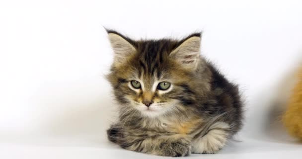 Braun Schildpatt Gestromt Maine Coon Hauskatze Kätzchen Vor Weißem Hintergrund — Stockvideo