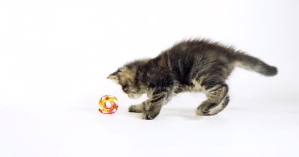 Brown Blotched Tabby Maine Coon Εγχώρια Γάτα Kitten Παίζει Ενάντια — Αρχείο Βίντεο