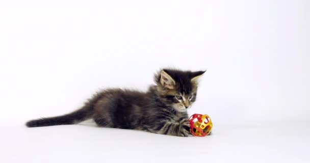 Brown Blotched Tabby Maine Coon Domestic Cat Kitten Playing White — Stock Video