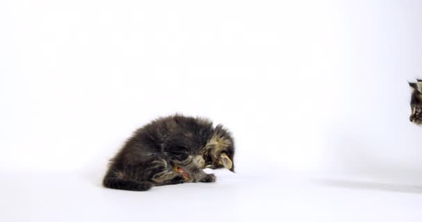 Brown Blotched Tabby Maine Coon Gato Doméstico Gatitos Jugando Contra — Vídeo de stock