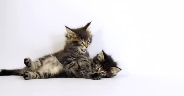 Bruin Gevlekte Tabby Maine Coon Huiskat Kittens Spelen Tegen Witte — Stockvideo