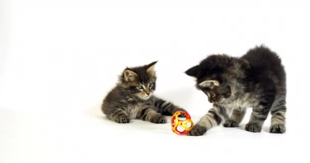 Brown Blotched Tabby Maine Coon Domestic Cat Kittens Playing White — Stock Video