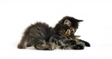 Kahverengi Çizgili Tabby Maine Rakun Evcil Kedi, Beyaz Arkaplan 'a karşı oynayan Kediler, Fransa' da Normandiya, Ağır çekim 4k